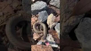 Snake, Surprise in the garden