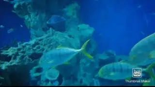 CULTURAL CENTER PART-5 (KUWAIT)Aquarium