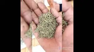 كيفية صنع مشروب الشعير بالاعشاب 🍹🥤 المريسة