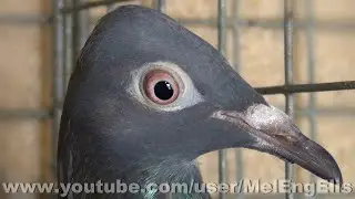Pigeon Berlinois &agrave; bec long - Berlin Long Faced Tumbler - Berliner Lange