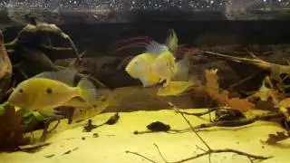 Acarichthys heckelii WF i satanoperca jurupari