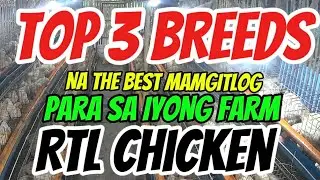 THE ULTIMATE BEGINNER&rsquo;s GUIDE EP. 19:  TOP 3 RTL CHICKEN BREED FOR LAYING EGGS