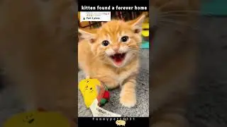 That heart melting moments when shelter cats found a forever home 🥺💜#sheltercat #catadoption  #cat