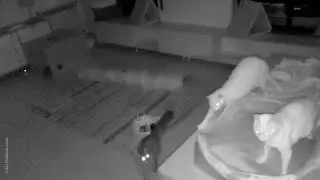 What do House Cats do at Night?