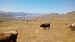 Malatya taşoluk köyü