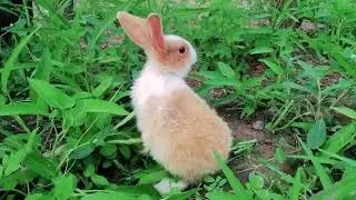 Rabbits forage in the vegetable garden🐇🌿🫒🥕🥦🥬