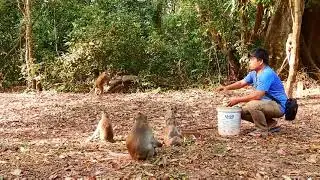 We have to give food to them because this is a fruitless season #monkeys #animals 001