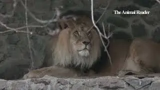 Animal News: Kyiv Zoo workers try to keep animals safe