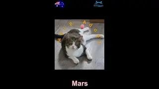 🐾Help adopt Mars! Cat / United States / Port Washington, NY 11050 / North Shore Animal League Ameri