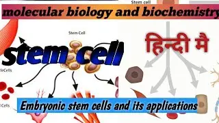 Embryonic stem cells and its applications/ भ्रूण स्टेम सेल  #  #randomstuffstudy #10
