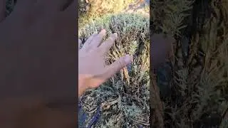 Как обрезать древесную лаванду! #лаванда #цветы #растения