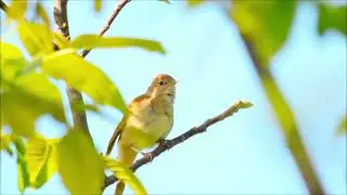 Thrush Nightingale's Epic morning Songs!