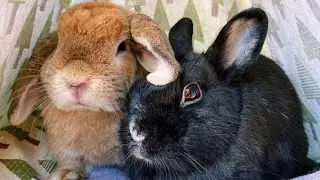Cute Bunnies | Rabbit Eating | Cutest Rabbits Doing Funny Things
