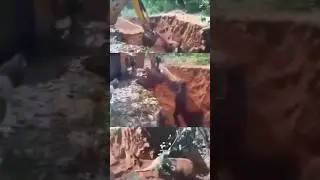 തന്നെ രക്ഷിച്ച കൈകളോട് നന്ദി അറിയിച്ചു കൊണ്ട് അവൻ മടങ്ങി❤️ #babyelephant #elephantrescue #humanity