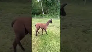 Baby llama having fun #shorts #llamas #animalshorts