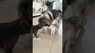 Husky dog stops cat fight #cat #catlover #dog #husky
