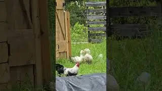 Two Ducks And A Roo #Ducks #farming