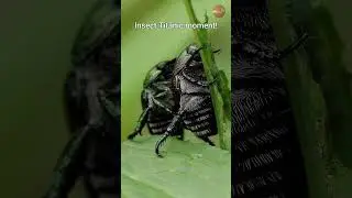 The Beetle's 