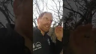 Chaffinch song