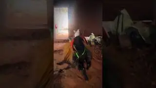 sheep sounds|sheep funny video|#sheep