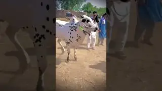 Angry Fateh jangi bull 2025 | Fateh jangi bull 2025 | Danger full athra fateh jangi