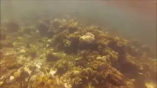 Smiths Reef Snorkeling