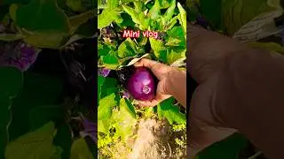 #cookinginvillage #youtubeshorts //a day in my life 💝