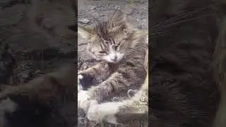 Kitten my love pet Steel Soul