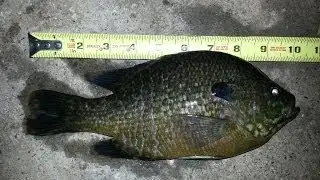 Fishing for  MONSTER SUNFISH!
