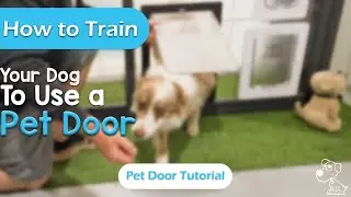 How to Train Your Dog to Use a Pet Door