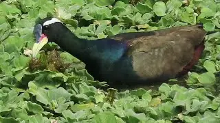 Eating Habit of Bronze Winged Jacana
