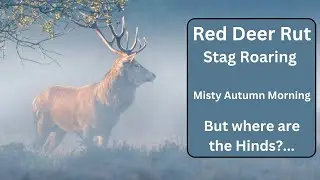 Roaring Red Deer Stag, Early Morning Mist. But no hinds?..