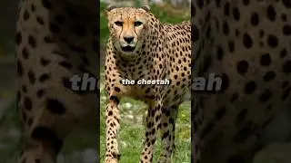 The Stoic Cheetah &ndash; Why Power Isn&rsquo;t Always Moving #facts