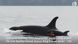 Grieving orca whale releases dead calf's body