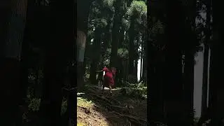 Pine Forest 🌲#shortvideo #lifeisbutadream #everyone #nature #travel #pineforest #kalimpong