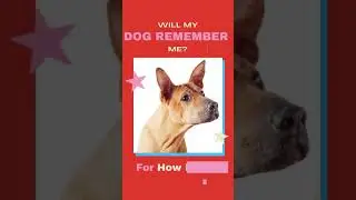 How Long Will My Dog Remember Me? Dog Memory #shorts
