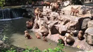 Hamadryas Baboons Feeding Session at Singapore Zoo