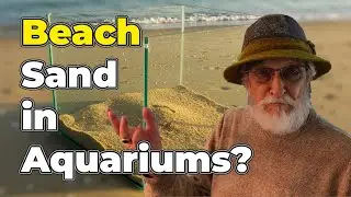 Can You Use Beach Sand in Your Aquarium?