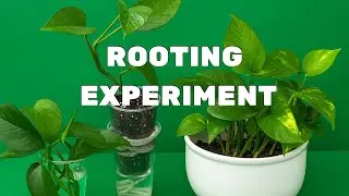 Homemade Rooting Hormone vs Water Propagation | Money Plant Cutting -Urdu /hindi