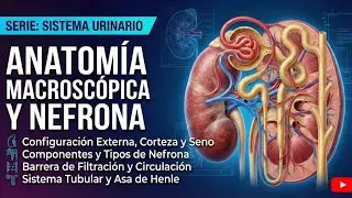 Sistema urinario (1) | Anatomia y nefrona | Introducci&oacute;n a Fisiol&oacute;gica Renal