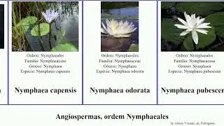 Angiospermas, ordem Nymphaeales candida branca angiosperms capensis pubescens odorata tuberosa