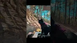 Balade a la foret de saou #princesseshadow42 #chatbaroudeur #foret #drome #chatstory #vanlife