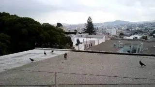 Ravens on the Roof