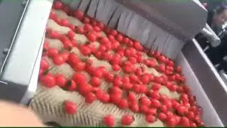 Fruit Vegetable Tomato Orange Potato Carrot Parallel roller cleaning machine