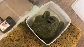 カナブンに逃げられるアフウシ😭 African bullfrog