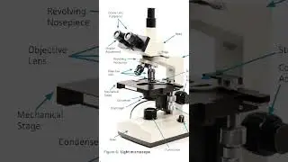 #Light Microscope #Structure #brief #online learning # must watch # trending #100 K views #Freeclass