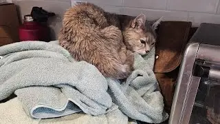life with 9 cat rescues &hearts;️