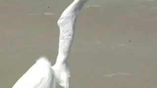 Bird swallows WHOLE FISH!