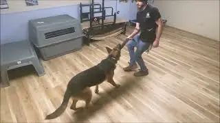 Fidelity K9 Walter at Play