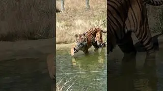 Amazing Animals at a New Zealand Zoo
